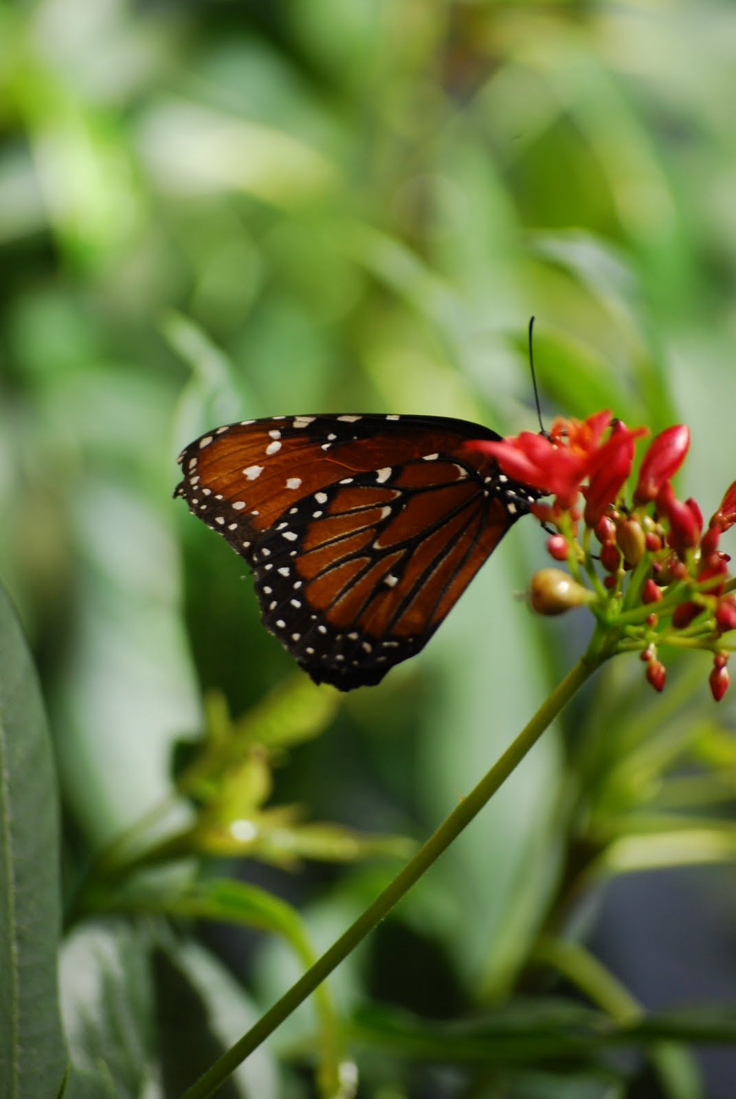 FLIP FLOPS AND POPTARTS ART BLISS and Washington DC YUDU PROJECT