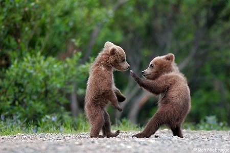 http://3.bp.blogspot.com/_GxuemnBfQlA/TAJ1vCMOWbI/AAAAAAAABPs/W9-IqZHq5MI/kung-fu-baby-bears.jpg