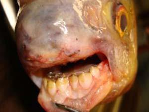 96751 ikan bergigi manusia di amerika serikat 300 225 Ikan Bergigi Manusia Ditemukan