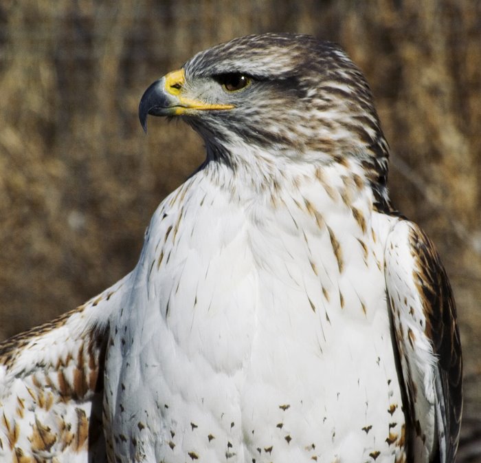 [calgaryzoohawk2_s.jpg]