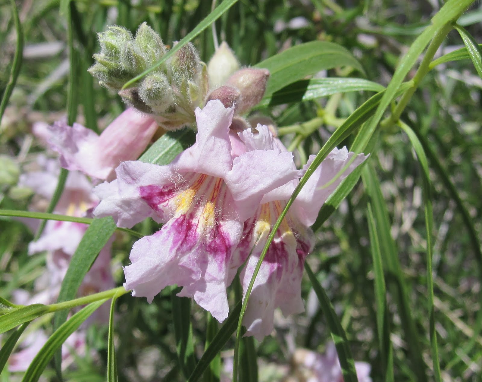 Cannundrums Desert Willow