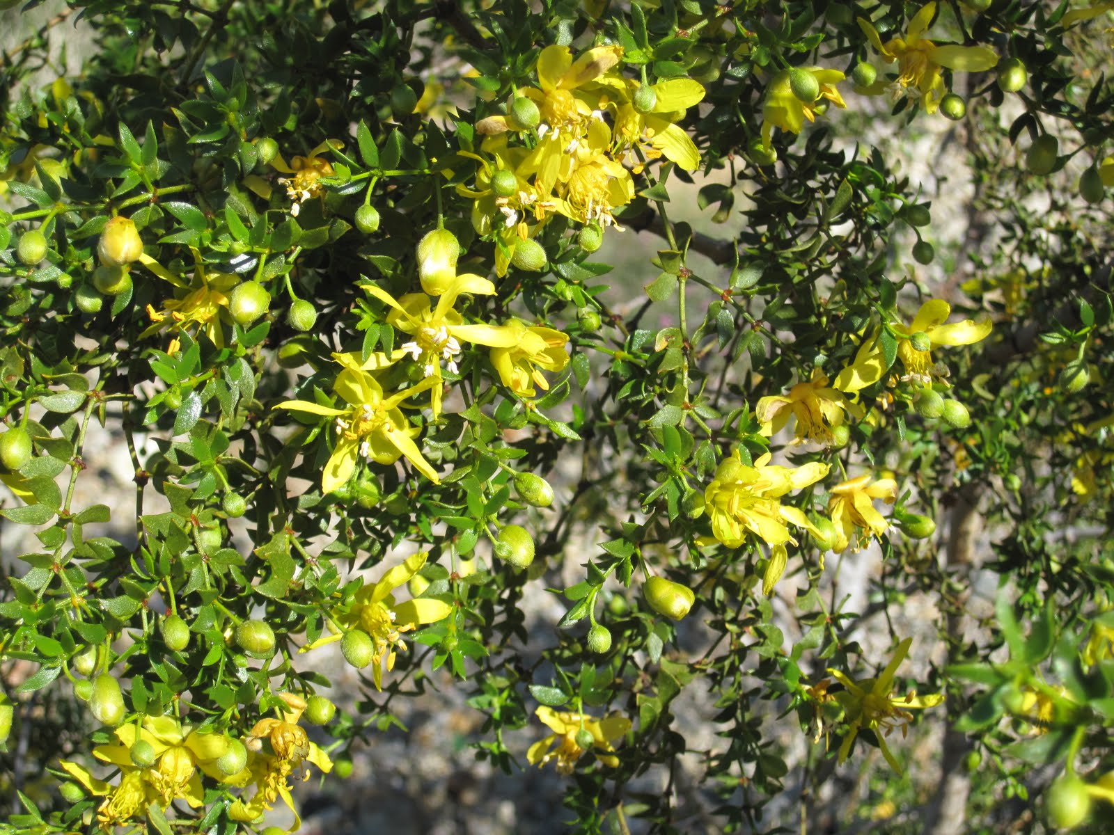 Cannundrums Creosote Bush