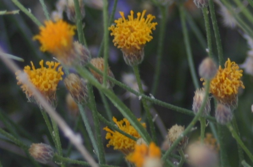 Cannundrums Button Brittlebush or Rayless Encelia
