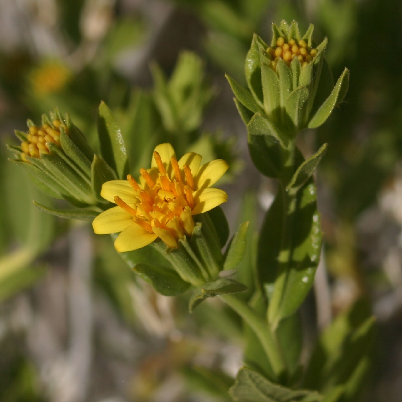 Cannundrums Virgin River Brittlebush