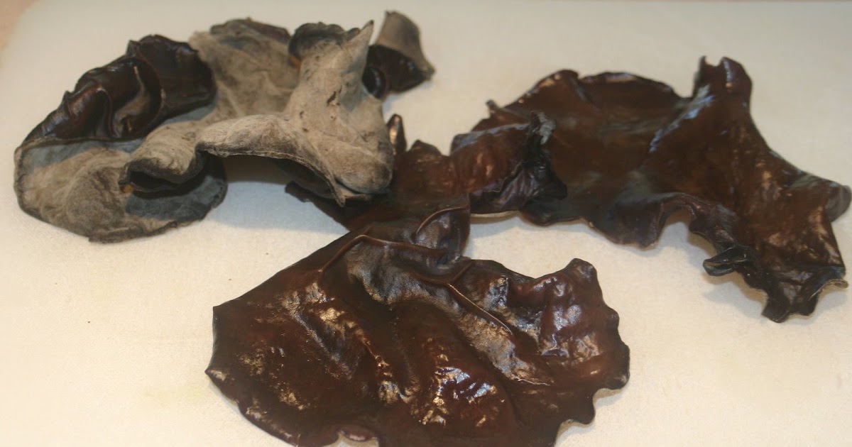 Cannundrums Mushrooms Wood Ear and Oyster