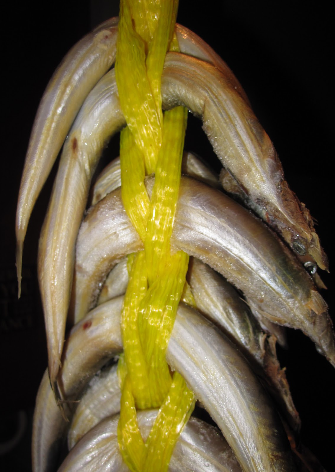 Cannundrums: Sand Eel or Sand Lance