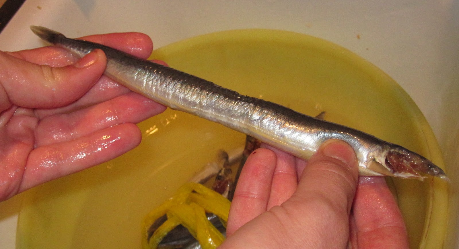 Cannundrums: Sand Eel or Sand Lance