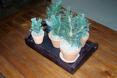 Growing your own pine trees?