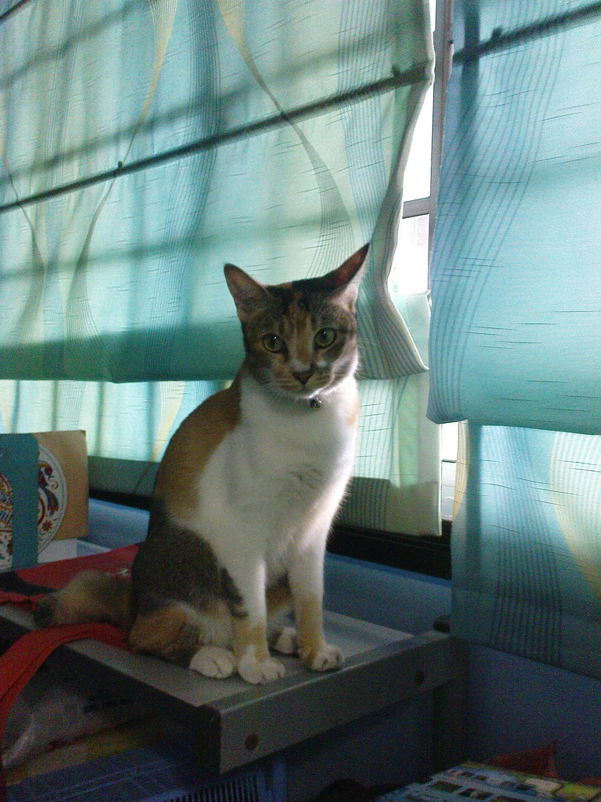 [DSC00242.JPG]