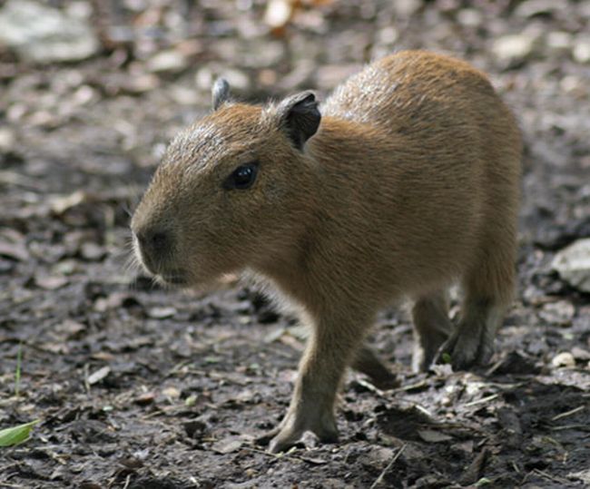 [capybara_48.jpg]