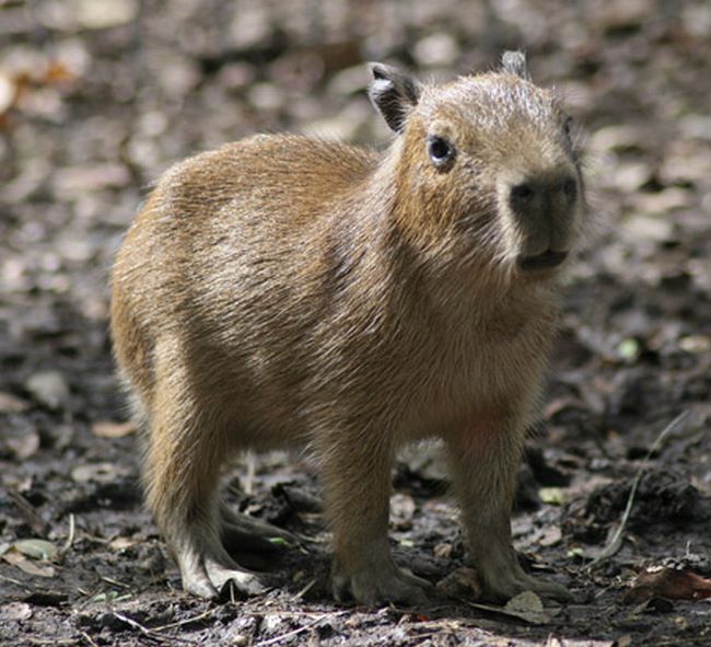 [capybara_47.jpg]