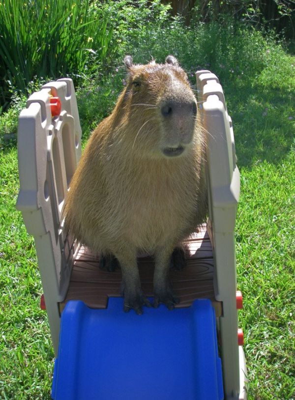 [capybara_28.jpg]