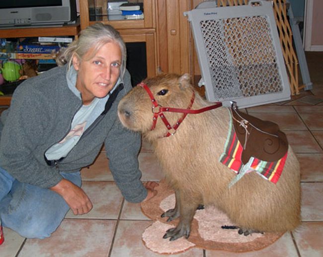 [capybara_18.jpg]