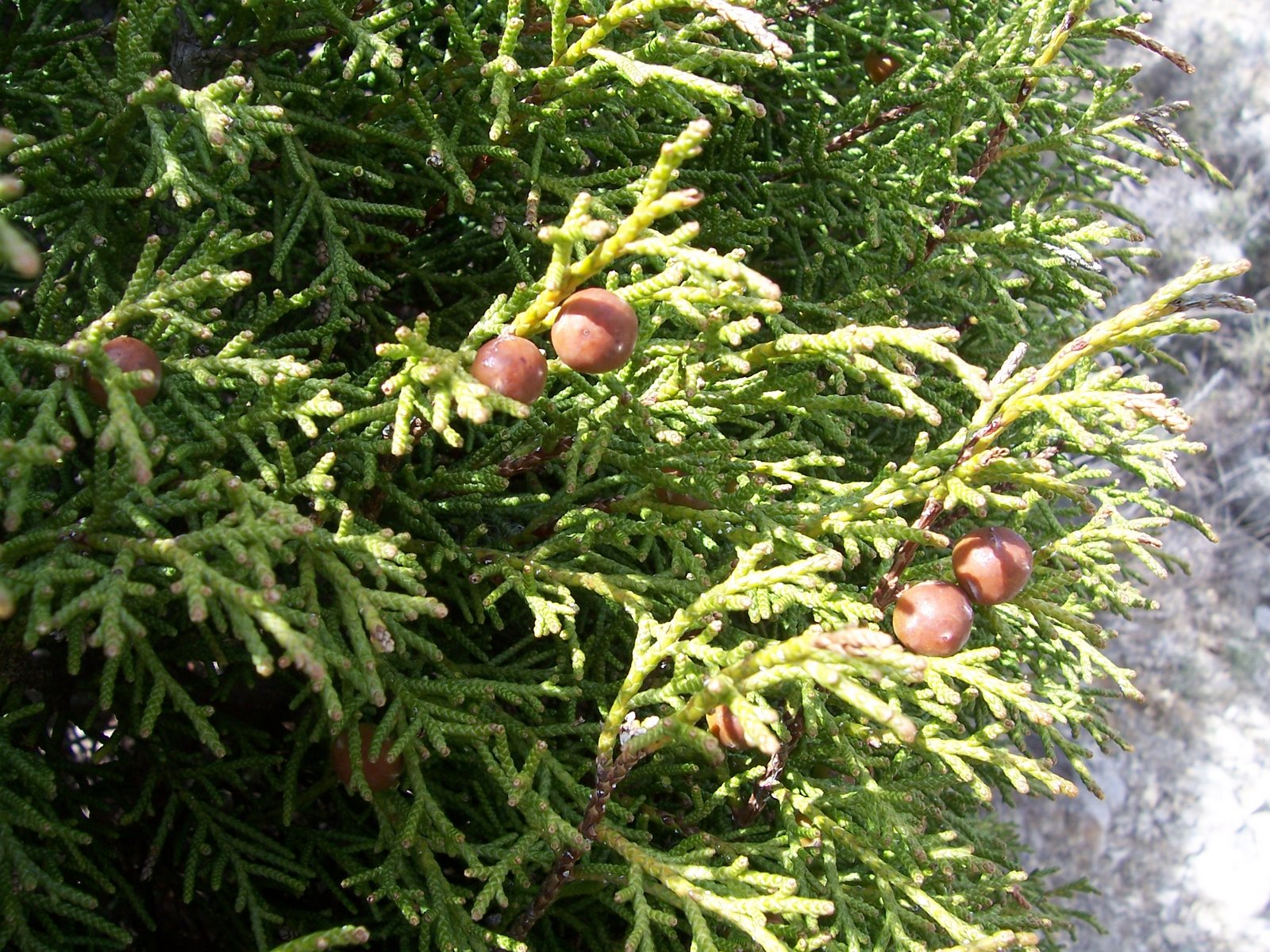 [sierra+de+gudar+017.jpg]