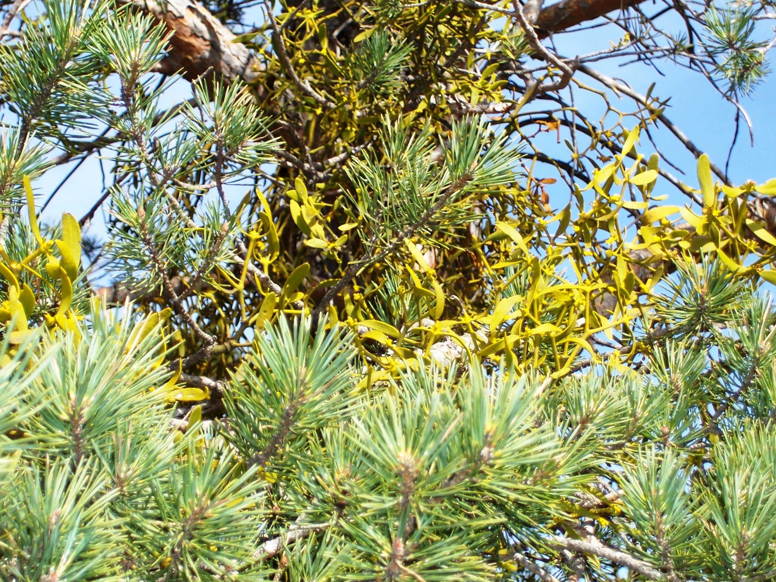 [sierra+de+gudar+pr30+001.jpg]