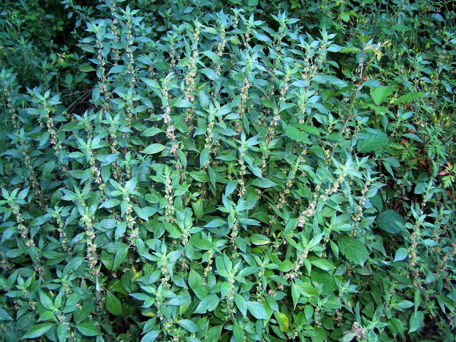 [PARIETARIA+subida+al+batalla+(ain)+002.jpg]