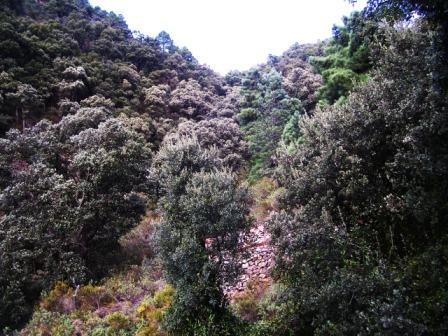 [MATET-+ALGIMIA+DE+ALMONACIR+24-1-2009+069.jpg]