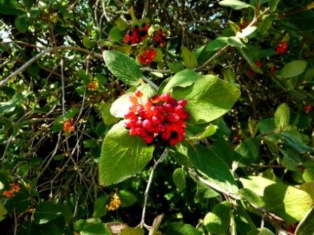 [Lantana+(Viburnum+Lantana)2.JPG]