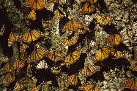 [monarch+Butterfly.jpg]