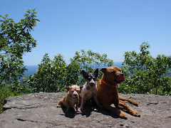 First hike for the dogs in NY