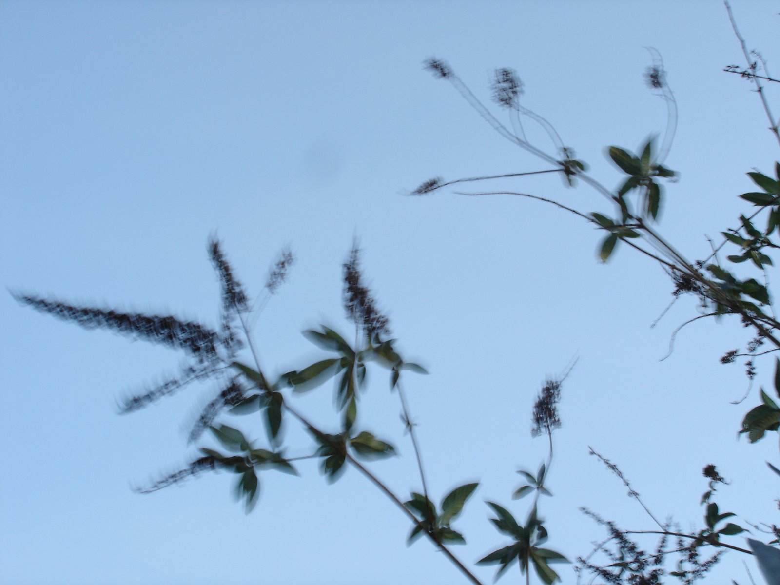 [blurrybitbeautiful.jpg]