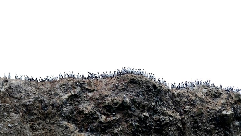 [4birds.jpg]
