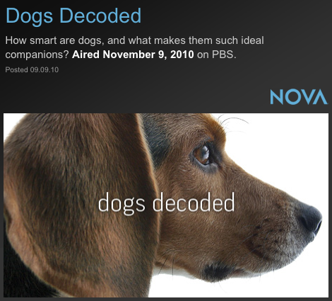 dogs decoded the worth a pbs dogs decoded dogs decoded the worth a pbs dogs decoded