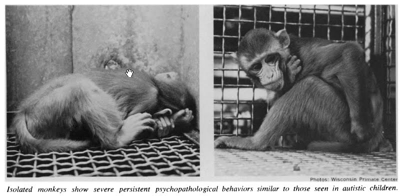 harlow s monkeys