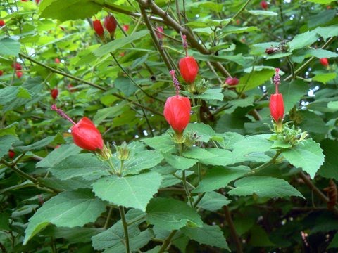 [Hibiscus-mutabilis-L.JPG]