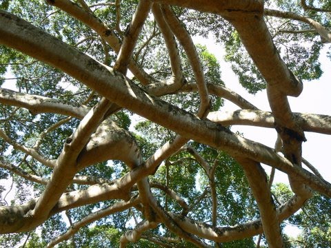 [FICUS-BENJAMINA-2.JPG]