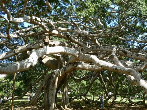 [FICUS-BENJAMINA-3.JPG]