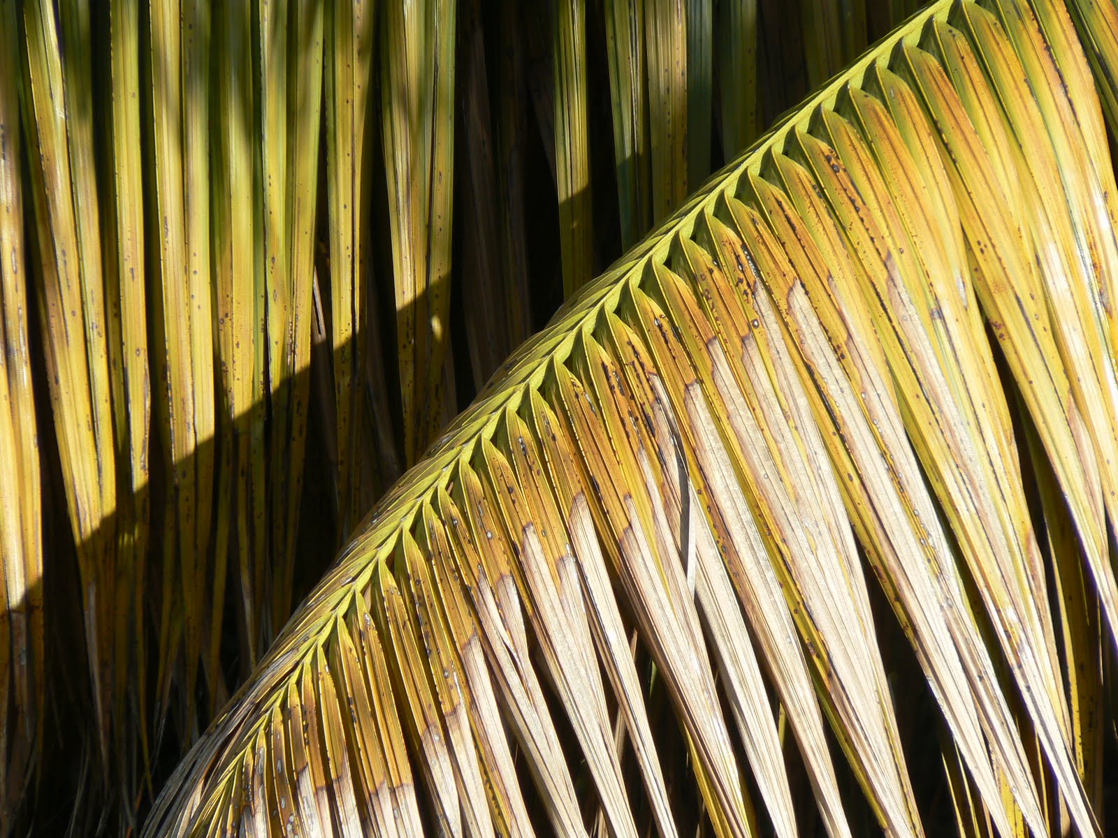 [P1060446.JPG]
