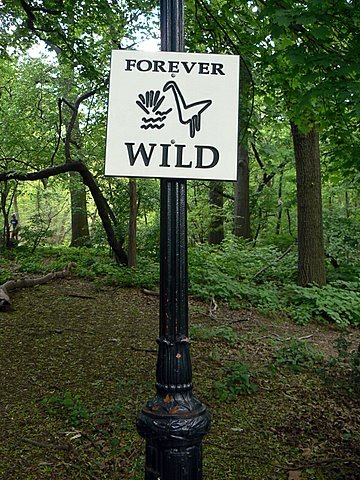 [Forever-Wild.JPG]