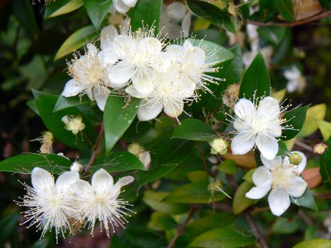 [Murta-flores.JPG]