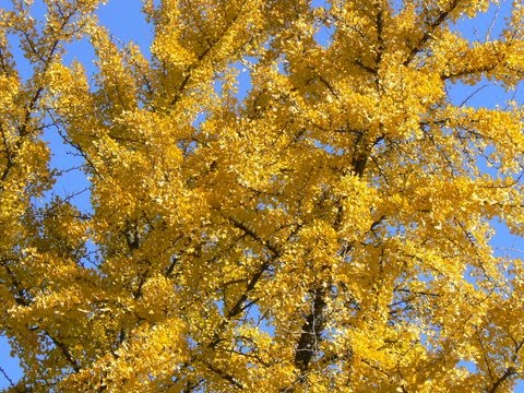 [gingko-Arboreto-detalhe.JPG]