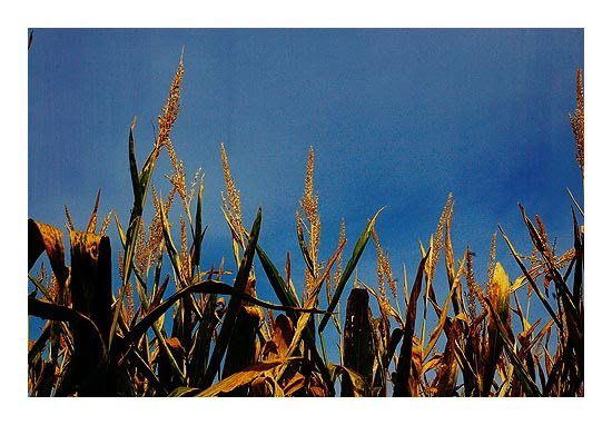 [cornweb.jpg]