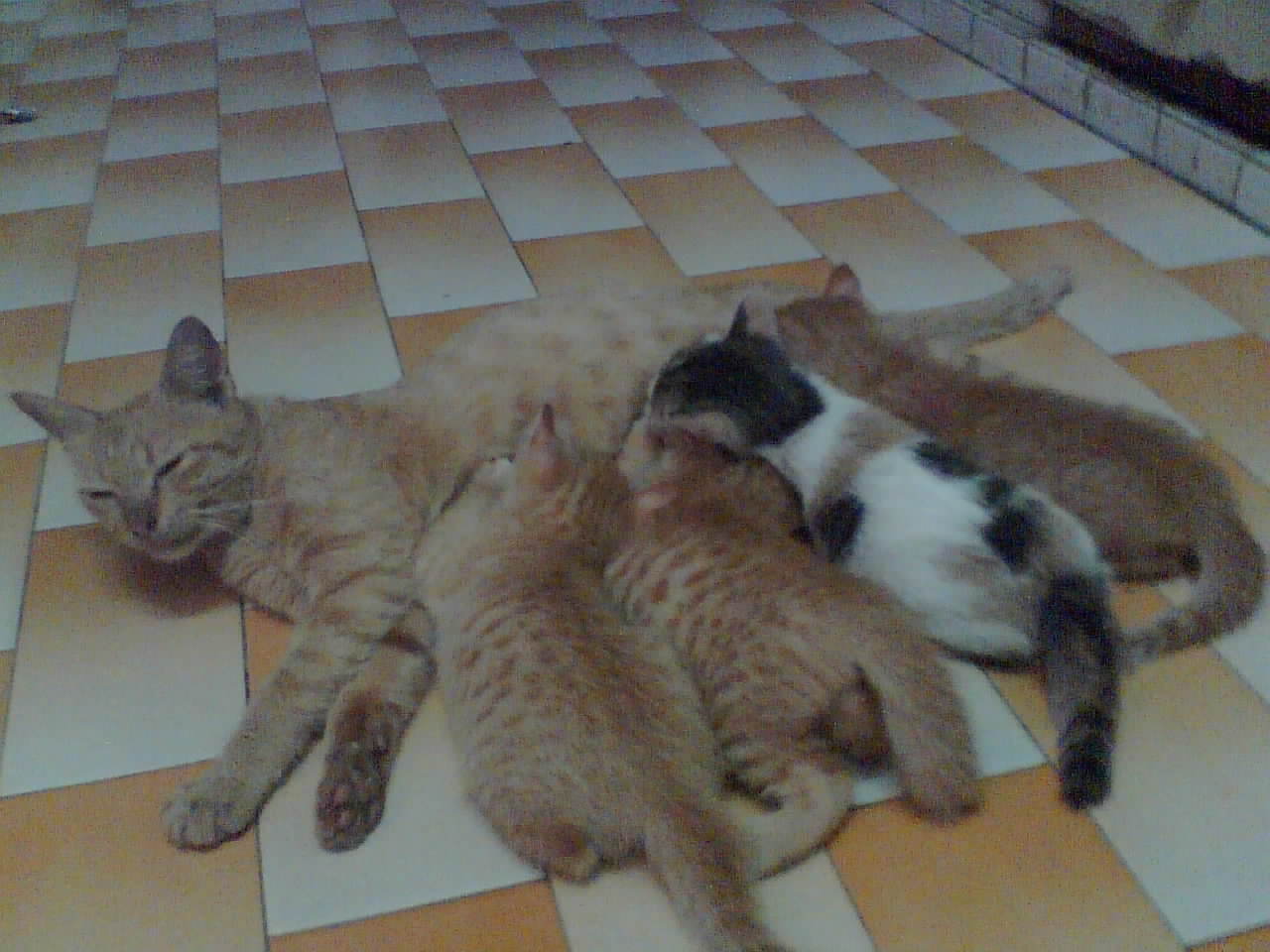 Best Cats Foods And Feedings How To Care For A Pregnant Cat