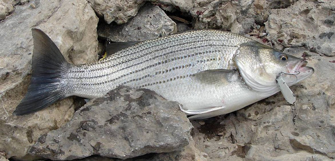 Hybrid Striper