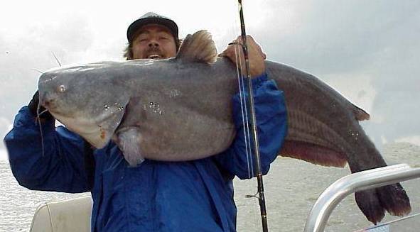 62# Bluecat Caught in Ohio River just over in Indiana