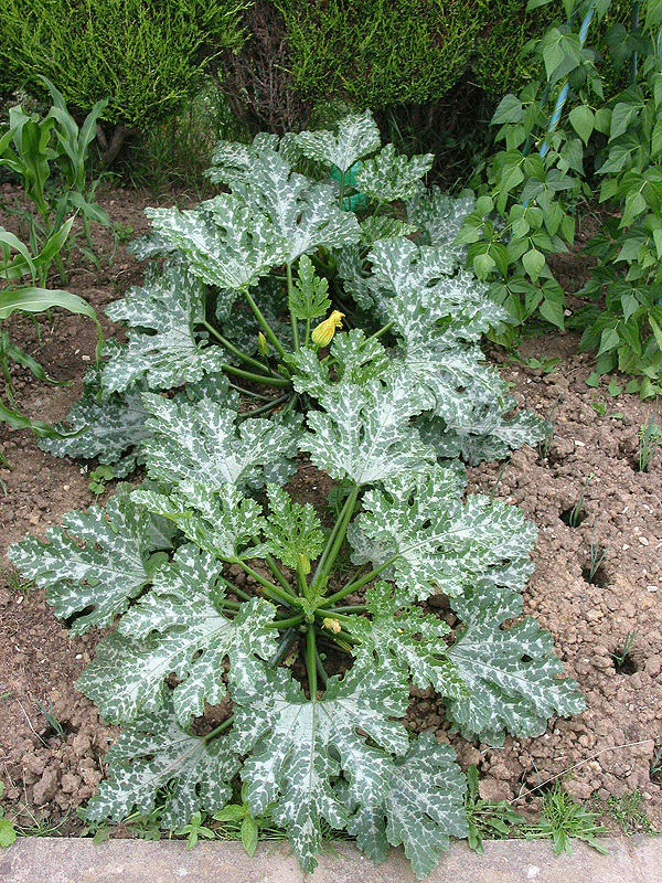 [Courgette-July09.gif]