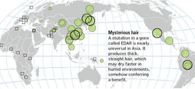 [hair+evolution.bmp]