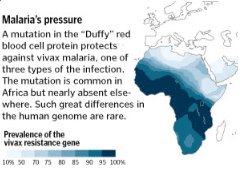 [malaria+pressure.bmp]