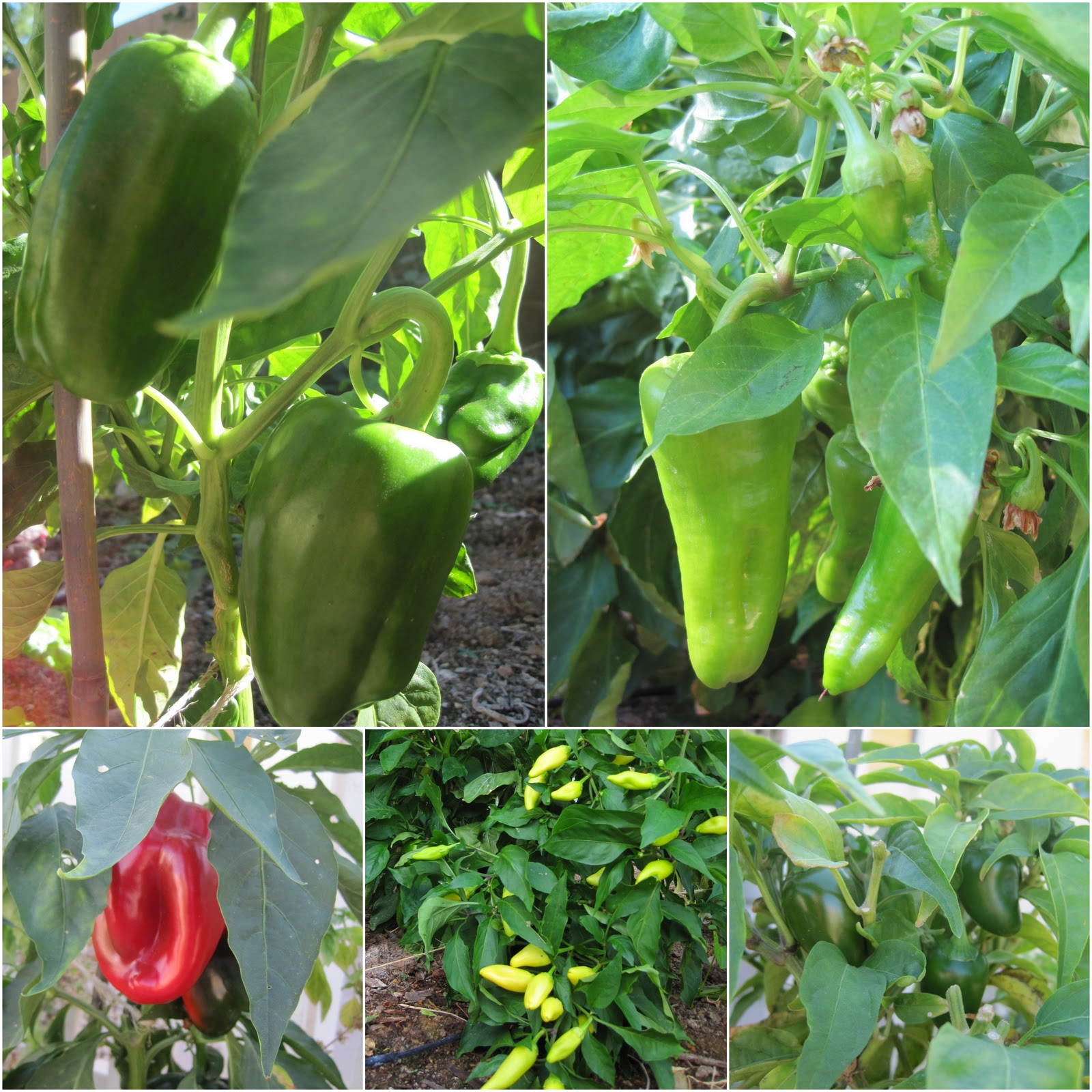 bell-peppers.jpg