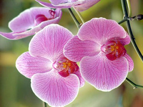 [Orquídea-1.JPG]