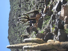 Giant Cactus and Dave - Quebrada de Humahuaca