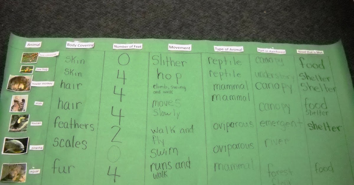 Mrs. Wood's Kindergarten Class: Rainforest