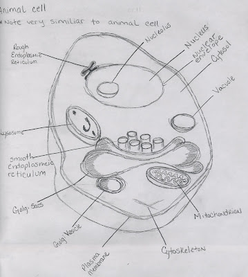 Cell Types and Structure: Animal Cell