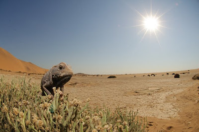 c4 images and safaris, etosha, photo tour