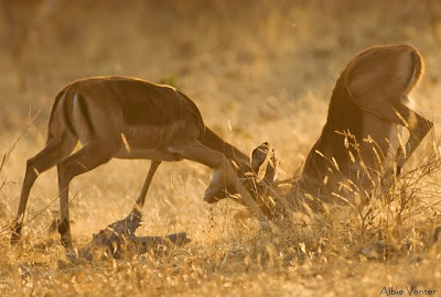 mashatu, photo workshop, albie venter, villiers steyn, photographic,