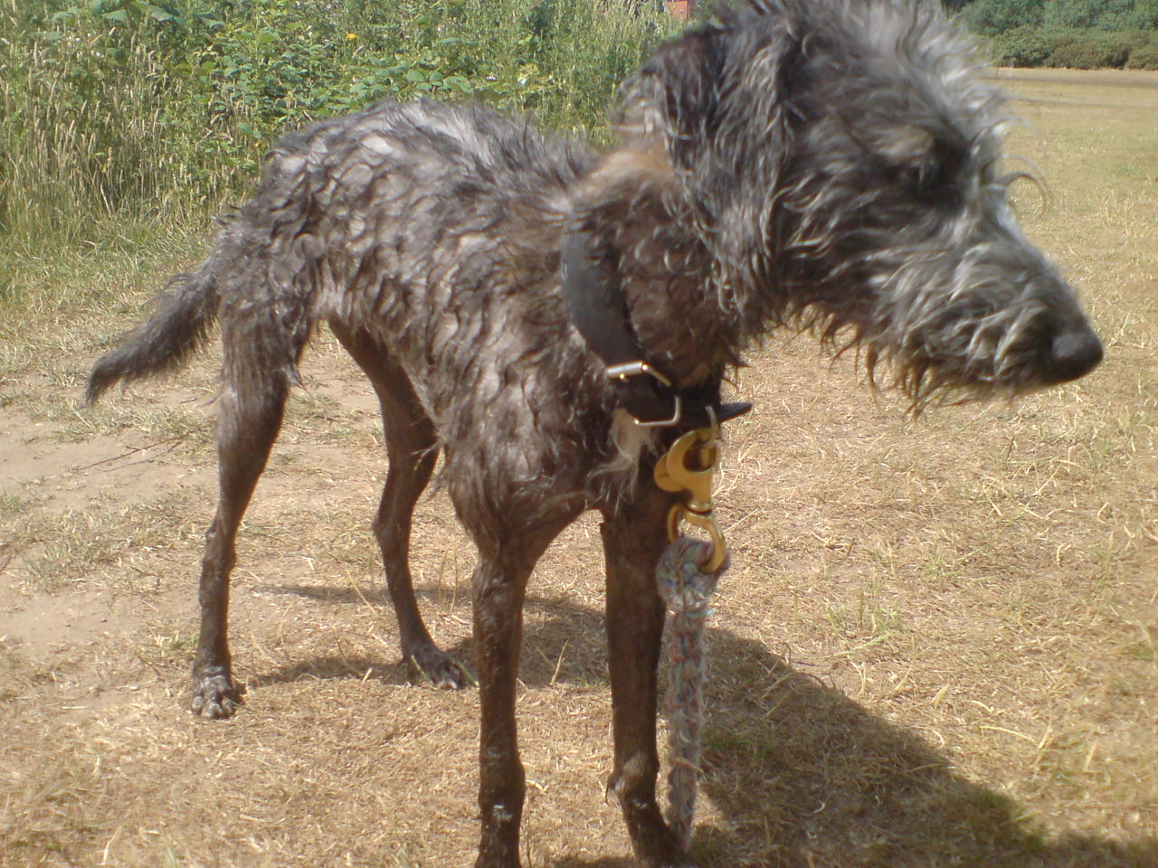 Bedlington Whippet Greyhound